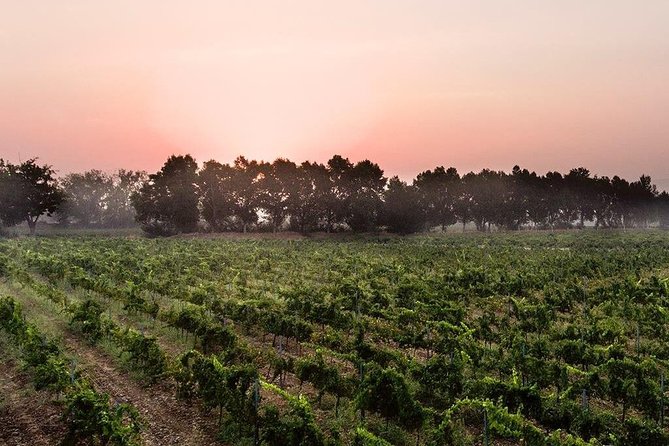 Baalback , Anjar & Chateau Ksara - Driver and Guide Quality: Safety, Flexibility, and the Names That Keep Appearing