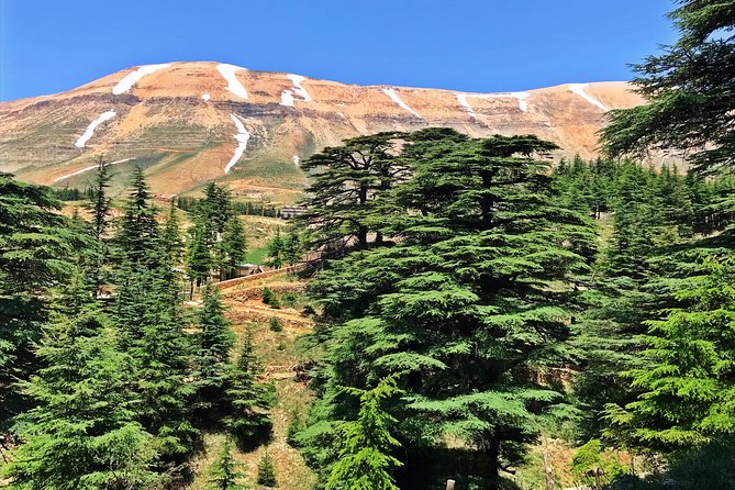 Cedars, Bsharre & Kozhaya Day Tour - Cedars of God: a national-tree stop with serious age