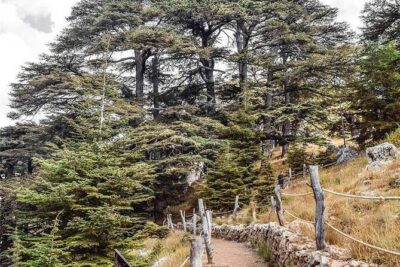 Cedars of Lebanon, Qozhaya, & Bcharre – With Lunch (4G on Board)
