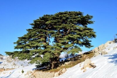 Chouf Charm: Private Journey Through Lebanon’s Historic Heartland