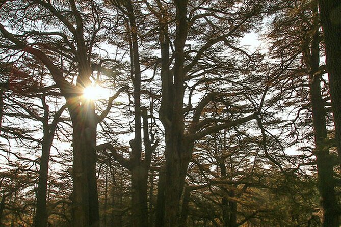 Full-Day Guided Tour of Northern Lebanon with Hotel Pickup - The Cedars of God: a one-hour walking tour with real historical context