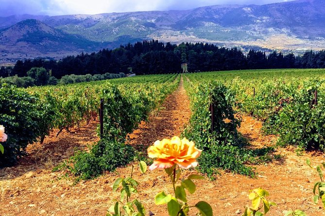 Full-Day Private Wine Tasting Tour - Beirut To Beqaa, A Private Wine Day That Actually Feels Relaxed