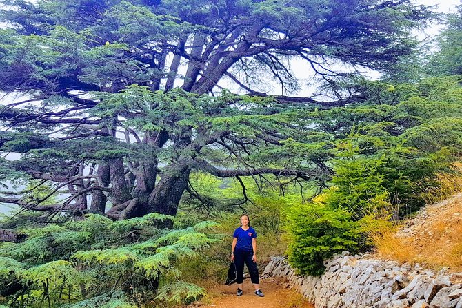 Guided Full-Day Private Trip to Cedars, Baalbek and Chateau Ksara - Morning Drive to Baalbek: Roman Giants and a Driver-Guide