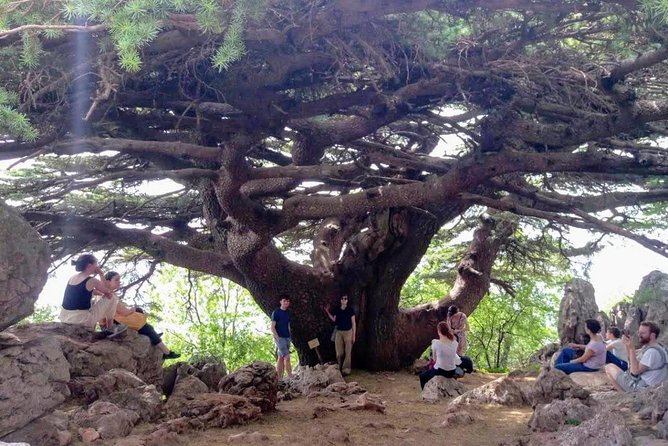 Guided Small-Group Tour to Qadisha, Bcharee & Cedars with Lunch - A morning drive into Qadisha Valley’s monastery caves