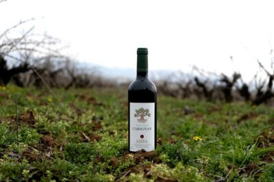 Journey Through Lebanese Wine: A Private Tour in the Beqaa Valley
