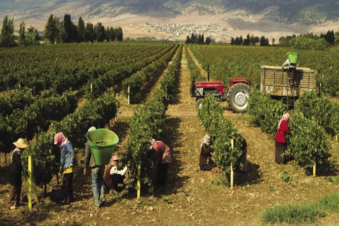 Journey Through Lebanese Wine: A Private Tour in the Beqaa Valley - What kind of traveler will enjoy this most?