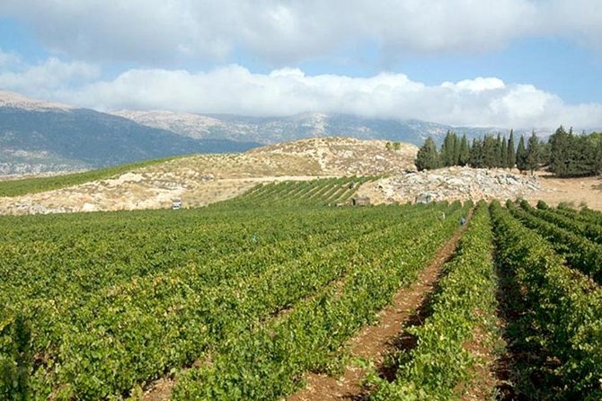 PRIVATE Wine Tasting Tour to the Bekaa Valey Fabulous Wineries - Stop 2 Château St. Thomas: Guided Glasses and What to Watch For