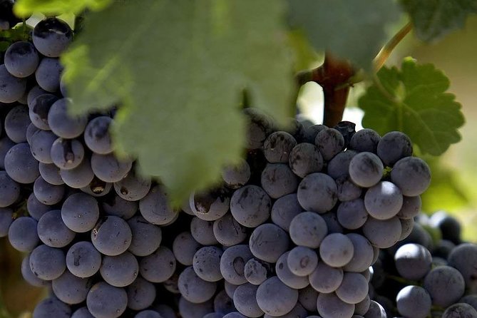 PRIVATE Wine Tasting Tour to the Bekaa Valey Fabulous Wineries - How to Plan for a 9:00 AM Start (and a Long Taste)