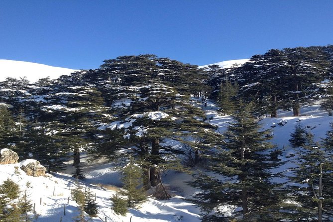 Small Group Tours to Qadisha Valley, Bcharre and Cedars with lunch and all fees - Lunch in Bcharré: included, local, and timed to keep your energy up